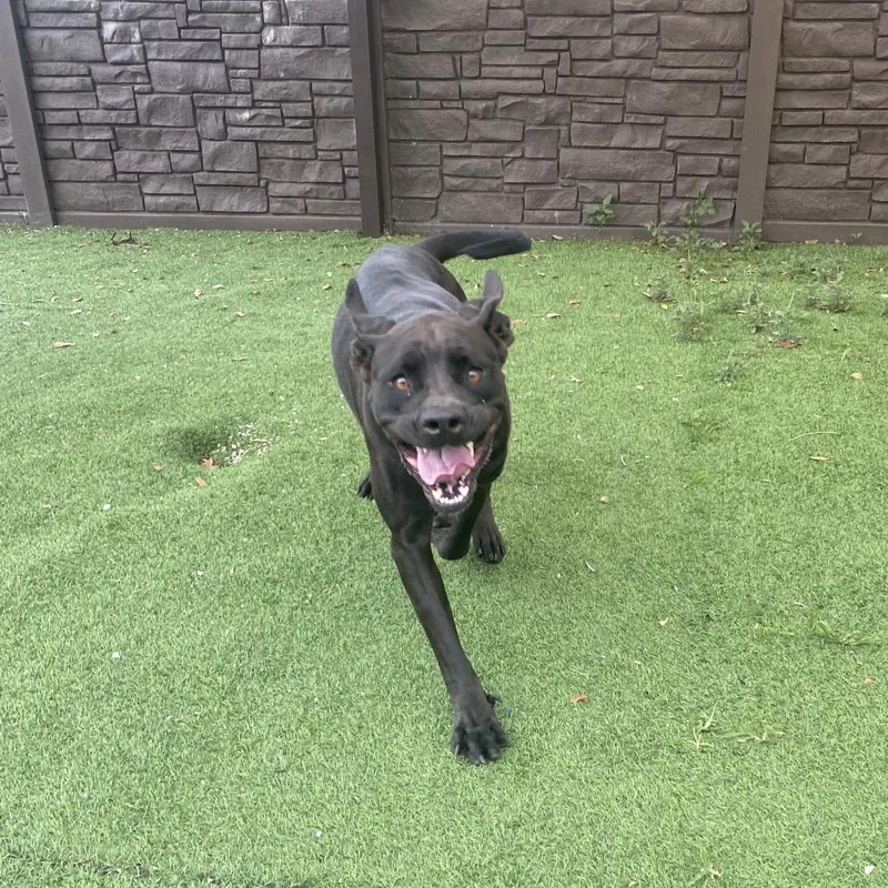 An adult large-sized female Cane Corso dog named Cleopatra for adoption in LOXAHATCHEE, FL