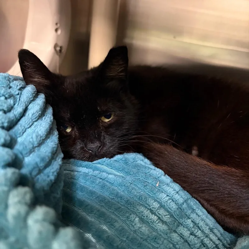 An adult medium-sized female Black Domestic Short Hair cat named HOA Karen for adoption in Mentor, OH
