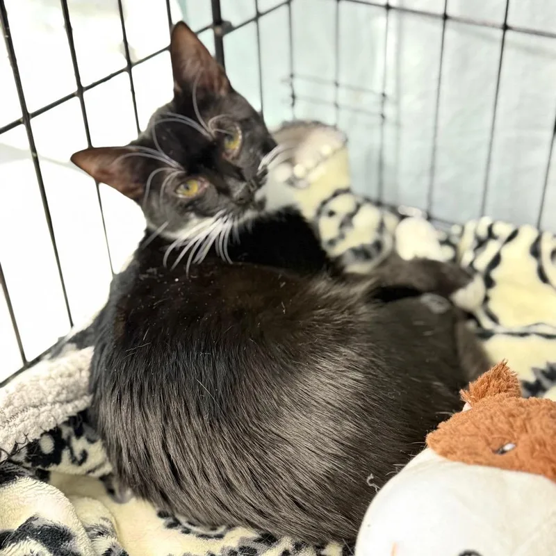 Chiquita thumbnail 2