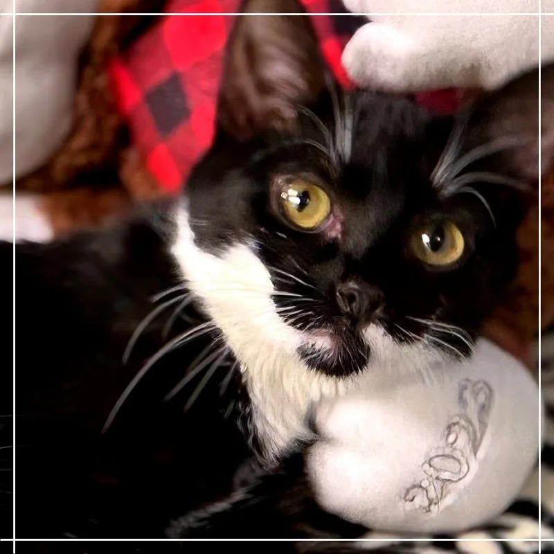 Chiquita thumbnail 3