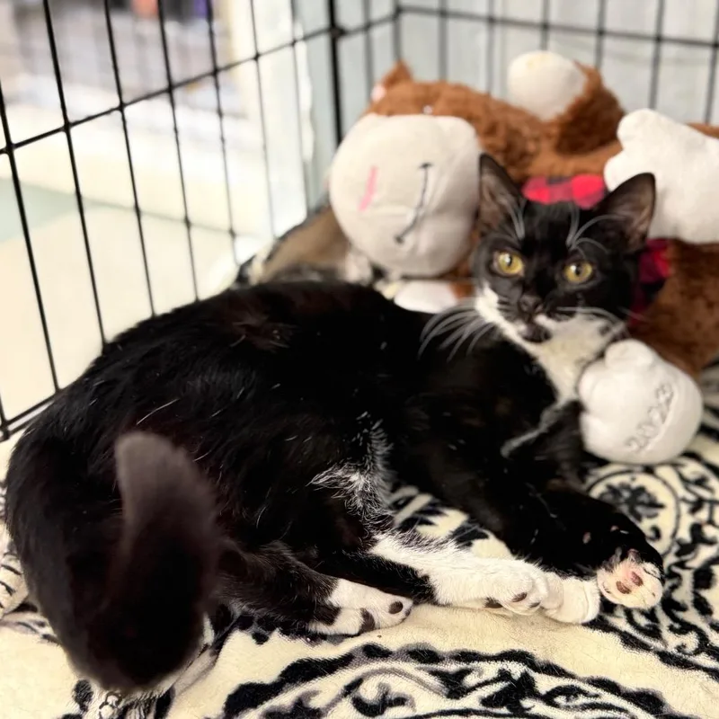 Chiquita thumbnail 4