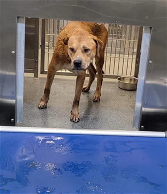 A young large-sized male Mixed Breed dog named Red for adoption in Dallas, TX