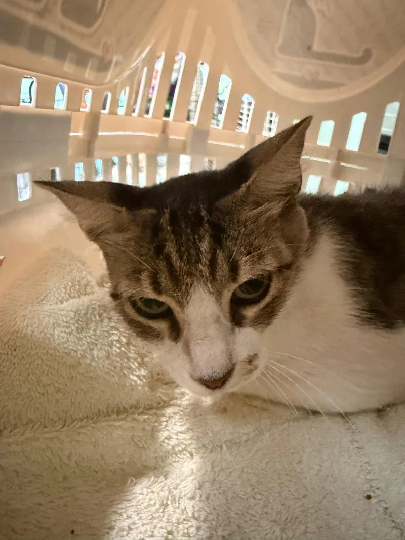 An adult medium-sized female Tabby cat named Clair for adoption in Margate, FL