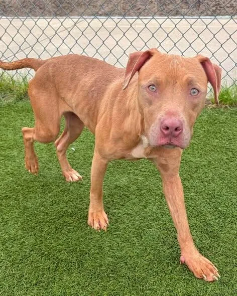 A young medium-sized female Mixed Breed dog named Miracle for adoption in Columbia, SC