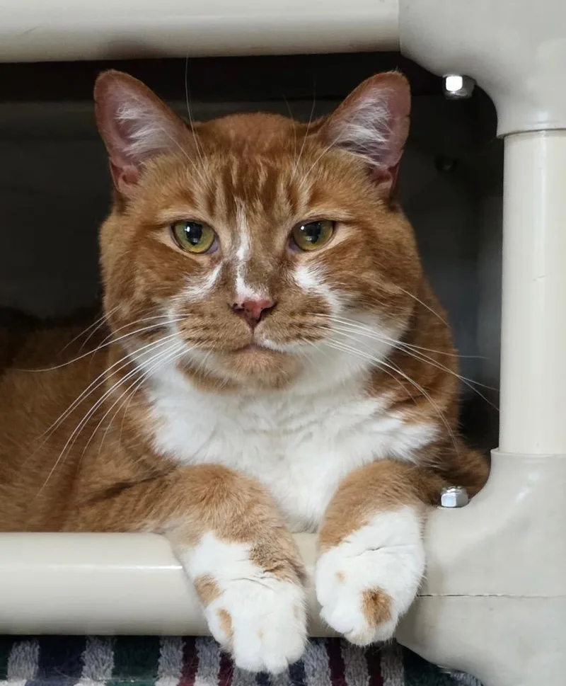 A senior small-sized male Domestic Short Hair cat named Soloman for adoption in Cottonwood, AZ