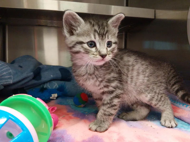A young medium-sized male Tabby (Gray / Blue / Silver) Domestic Short Hair cat named Rigby for adoption in Liberty, MO