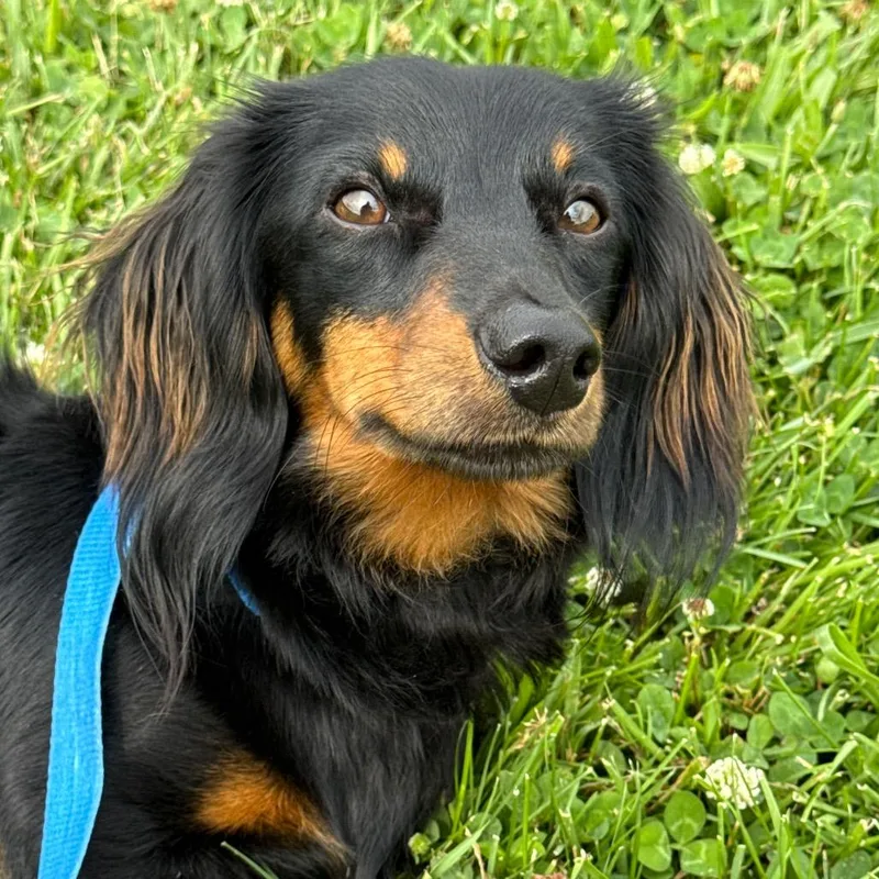 A young small-sized male Black Dachshund (Long Haired) dog named Hugo for adoption in Perkiomenville, PA