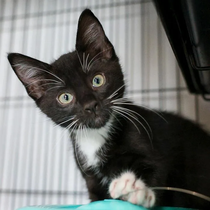 A baby small-sized male Black Domestic Short Hair cat named Mr. Whiskers for adoption in Bradenton, FL