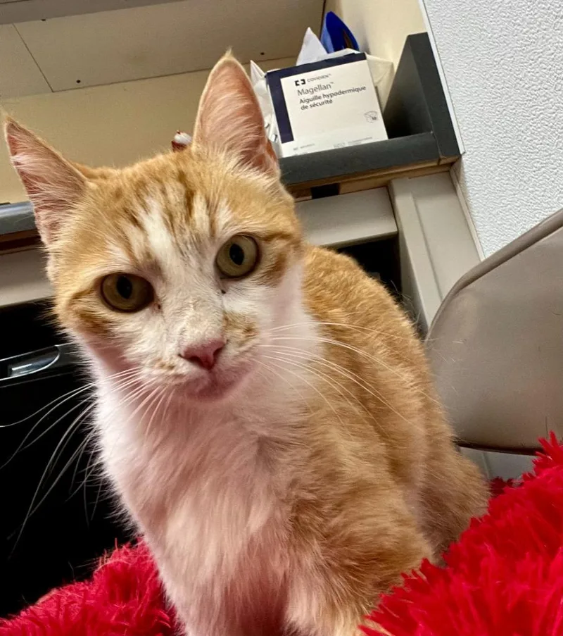 A young medium-sized female Domestic Short Hair cat named Zella for adoption in Clinton, SC