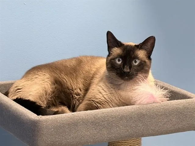 An adult large-sized female Siamese cat named Percy for adoption in Ames, IA