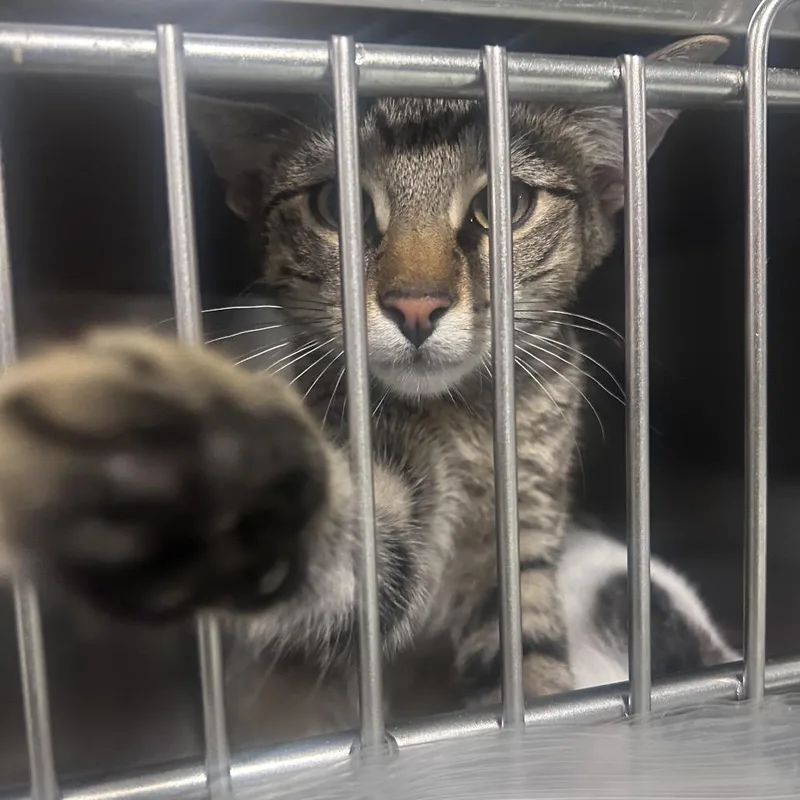 A young medium-sized male Gray / Blue / Silver Domestic Short Hair cat named Brutus for adoption in Philadelphia, PA