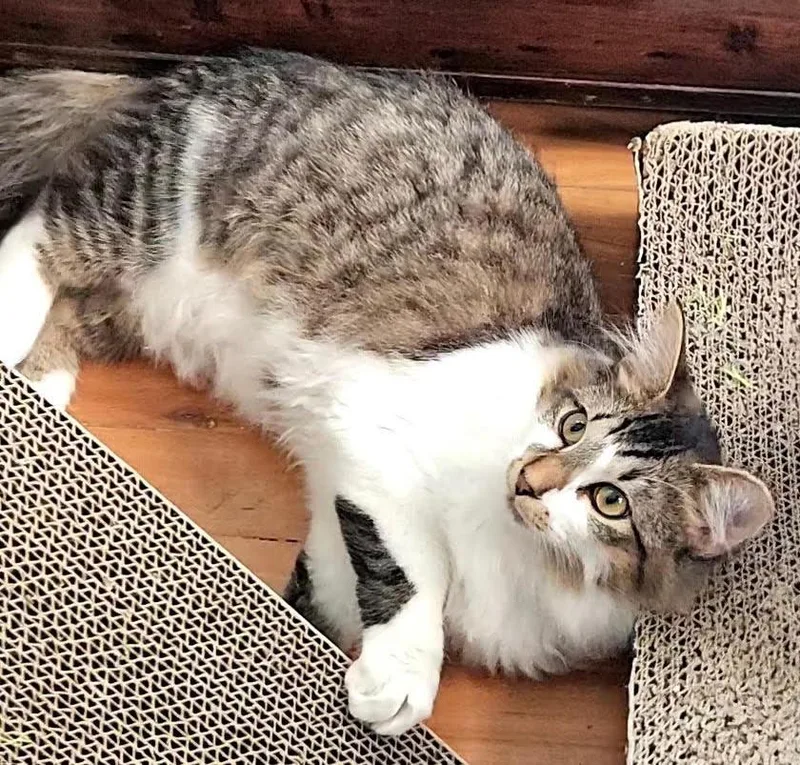 A young medium-sized male Domestic Medium Hair cat named Sebastian for adoption in Rootstown, OH