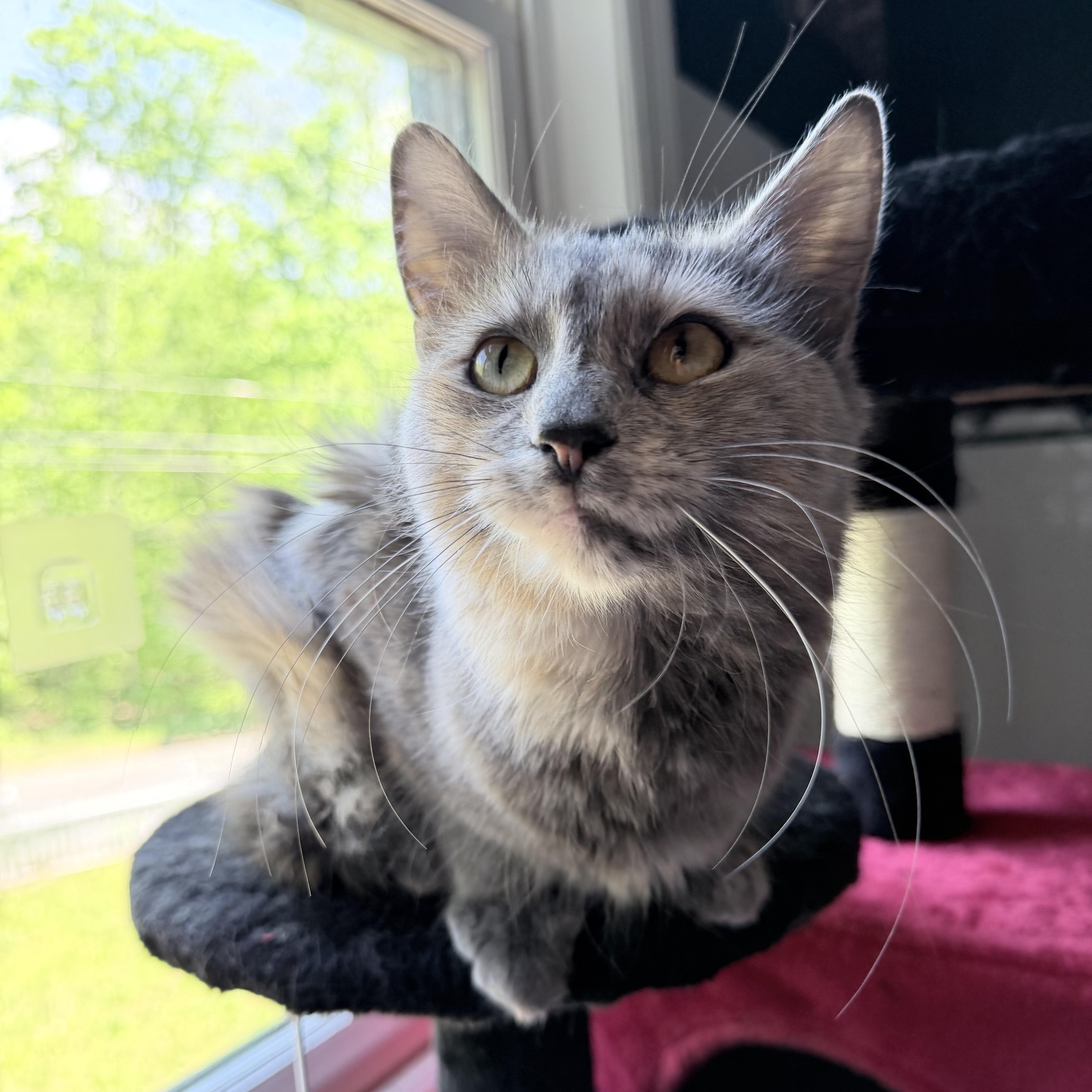 A young medium-sized male Domestic Medium Hair cat named Zeus & Hera for adoption in LAKE HOPATCONG, NJ