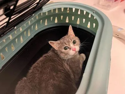 A senior medium-sized female Gray / Blue / Silver Domestic Short Hair cat named Minerva for adoption in Kansas City, MO
