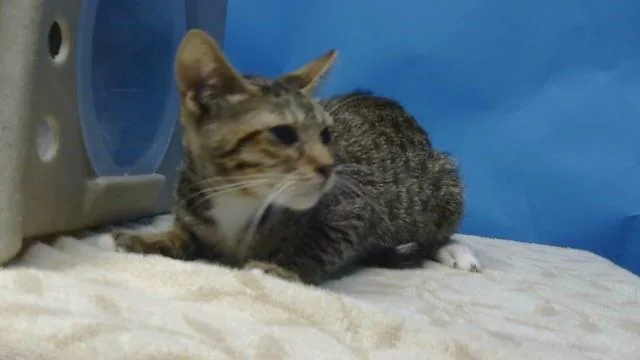 A baby small-sized female Domestic Medium Hair cat named Socks for adoption in Gardena, CA