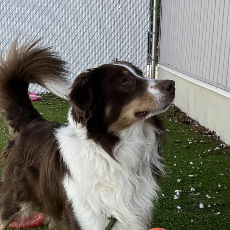 An adult large-sized male Brown / Chocolate Australian Shepherd dog named Luca for adoption in Bedford, NH
