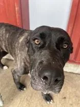 A young large-sized female Brindle Pit Bull Terrier dog named Betty for adoption in Moline, IL