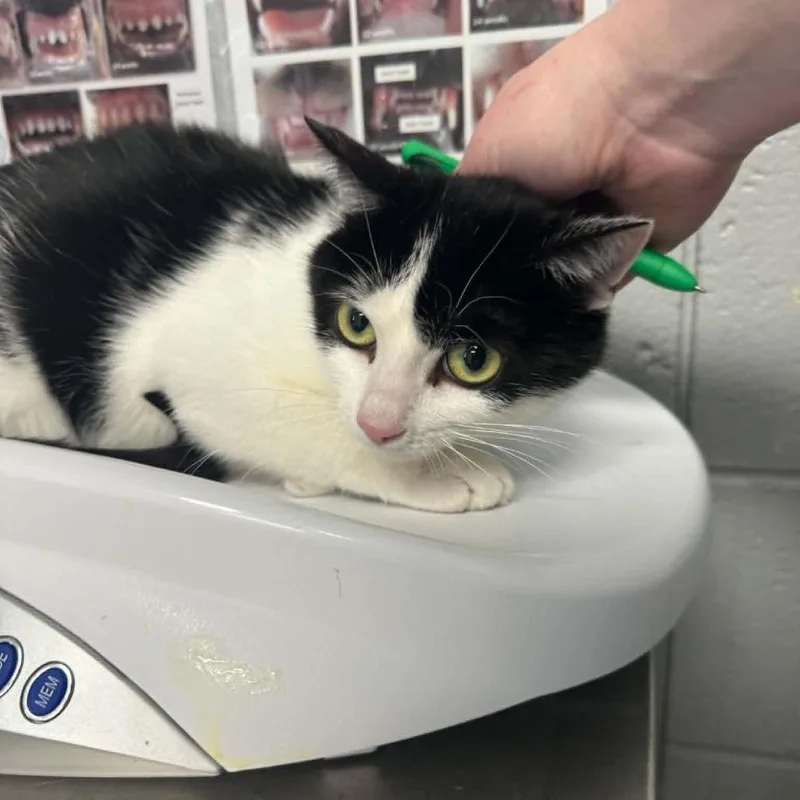 An adult medium-sized female Black Domestic Short Hair cat named Tinga for adoption in West Olive, MI