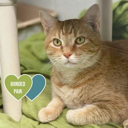 An adult medium-sized male Orange & White Domestic Short Hair cat named Garfield for adoption in Sacramento, CA