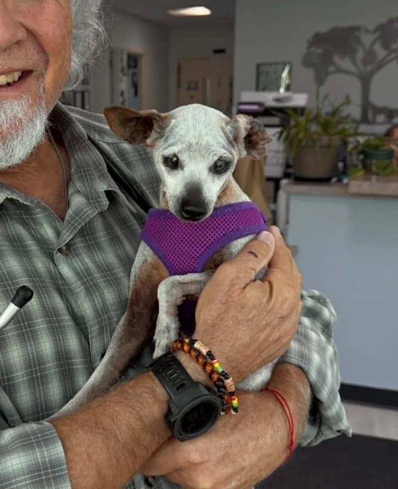 A senior small-sized female White / Cream Chihuahua dog named Betty for adoption in Boulder, CO
