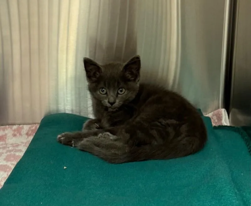 A young medium-sized female Domestic Short Hair cat named Pebbles for adoption in Yankton, SD