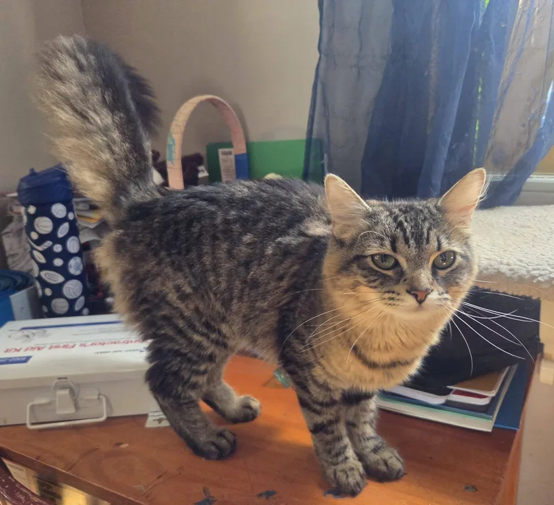 A young medium-sized female Domestic Medium Hair cat named Pesto for adoption in Clymer, PA