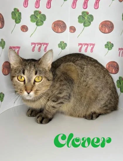 An adult small-sized female Domestic Medium Hair cat named Clover for adoption in Morton Grove, IL