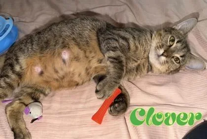 Clover thumbnail 2