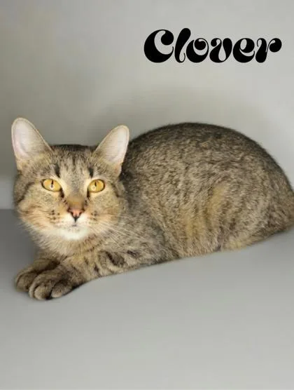 Clover thumbnail 3