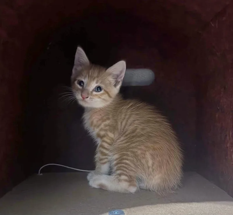 A baby medium-sized male Orange & White Domestic Long Hair cat named Frito for adoption in Gregory, TX