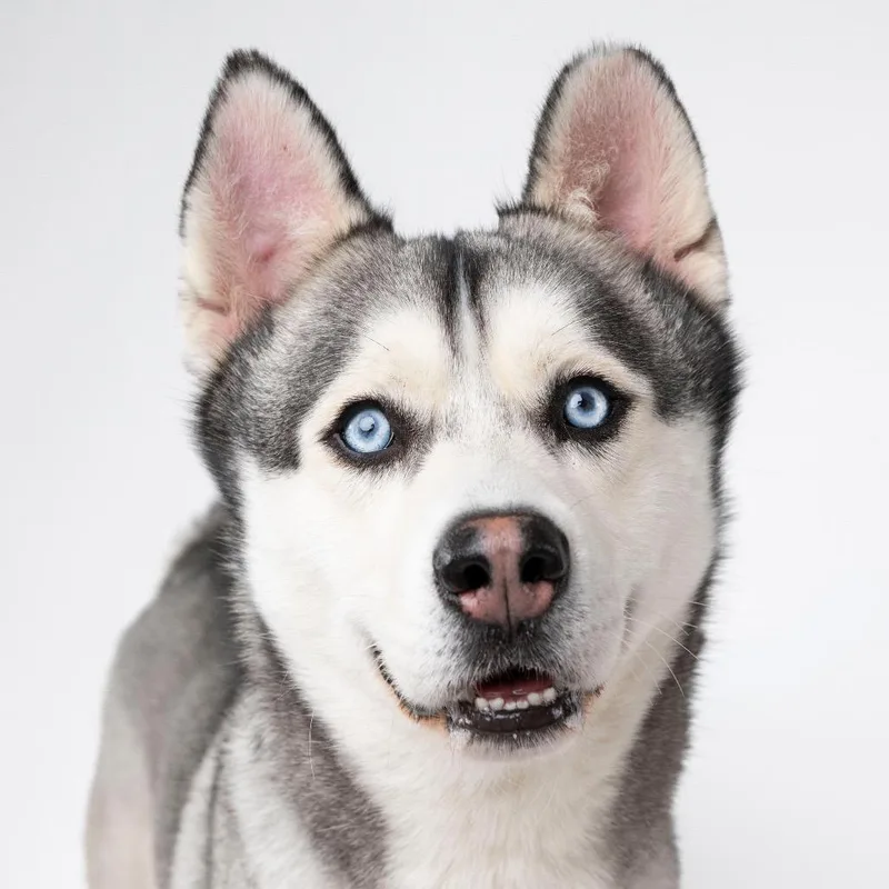 An adult large-sized male Husky dog named Apollo for adoption in Palm Springs, CA