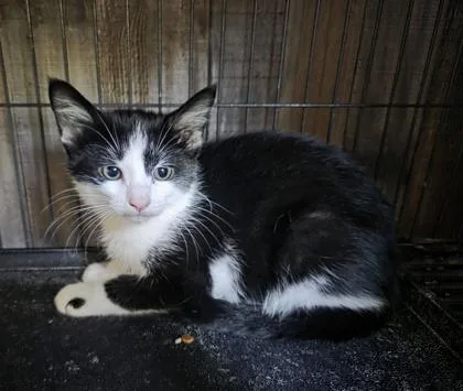 A baby small-sized male Domestic Medium Hair cat named Bubba for adoption in Verona, WI