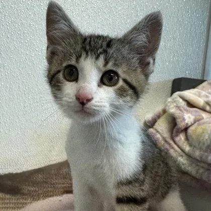 A baby medium-sized male Tabby (Brown / Chocolate) Domestic Short Hair cat named Radiator for adoption in Tinley Park, IL