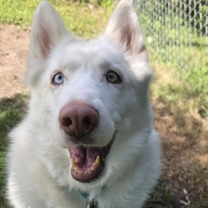 A senior large-sized female White / Cream Mixed Breed dog named Sophie for adoption in Oshkosh, WI