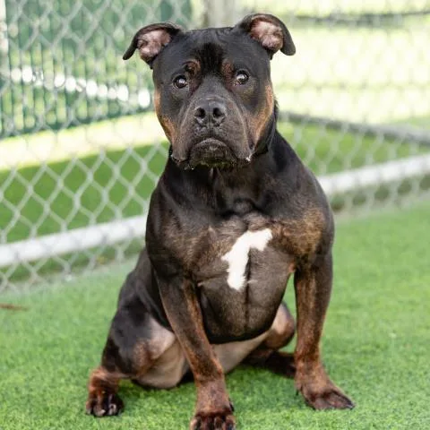 An adult large-sized male Pit Bull Terrier dog named Whiskey for adoption in Camarillo, CA