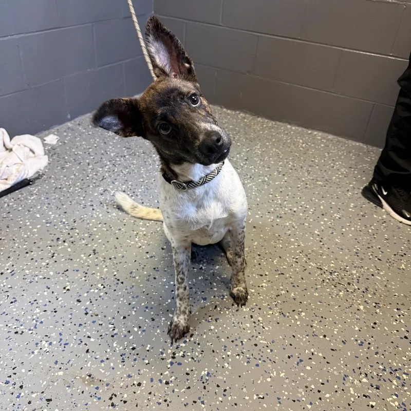 A young medium-sized female Brindle Mountain Cur dog named Clover for adoption in Pasadena , MD