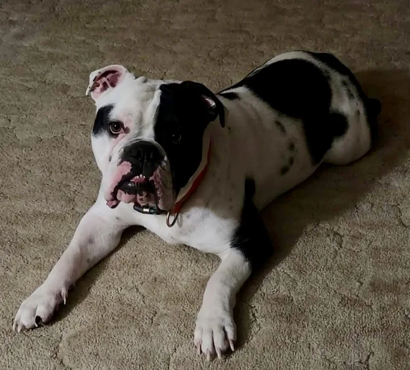 A young medium-sized male English Bulldog dog named Dozer for adoption in GREENVILLE, NC