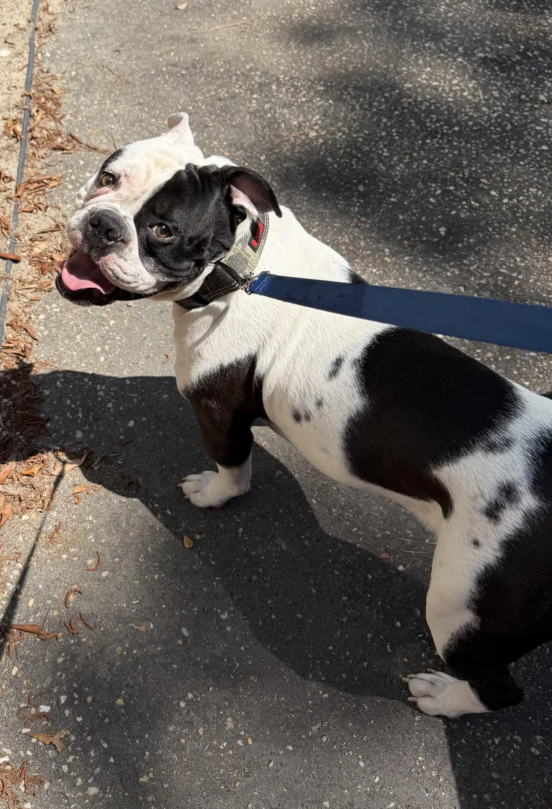 Dozer thumbnail 2