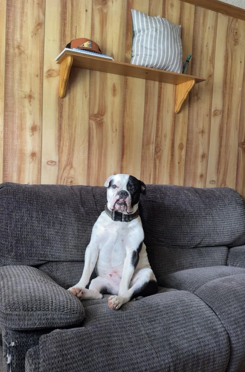 Dozer thumbnail 3