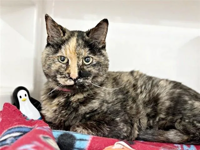 A senior small-sized female Domestic Short Hair cat named Flower for adoption in Saint Louis, MO