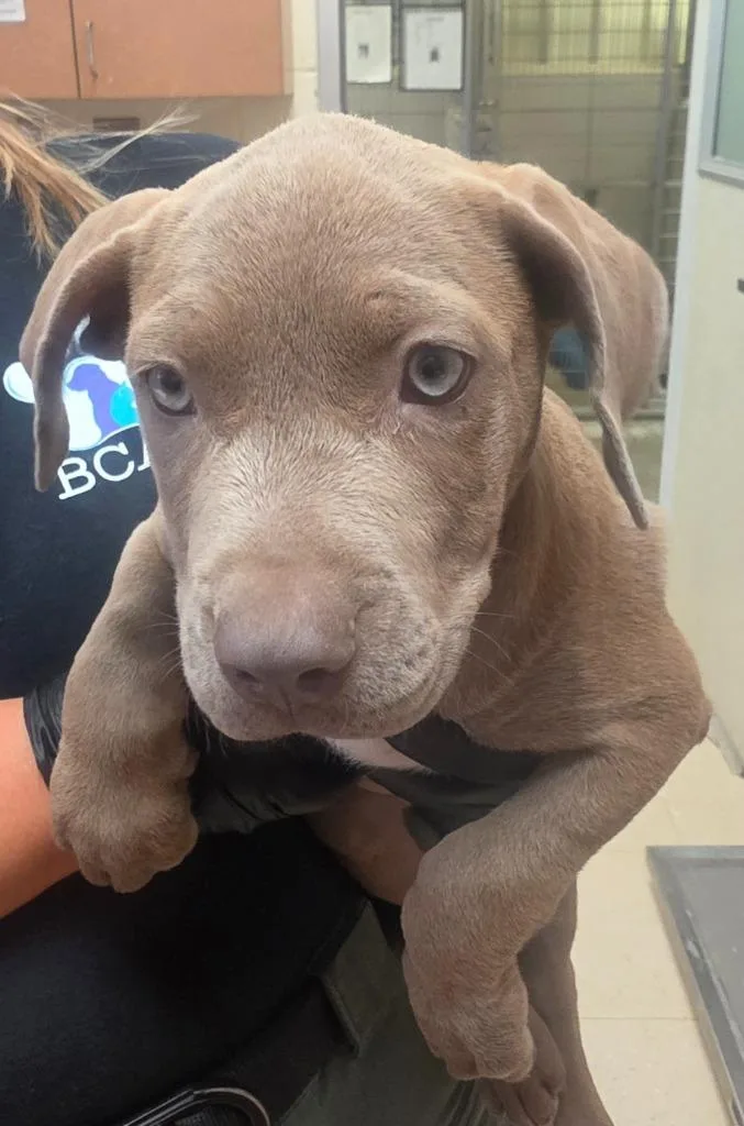 A baby small-sized female Mixed Breed dog named Joy for adoption in Bossier City, LA