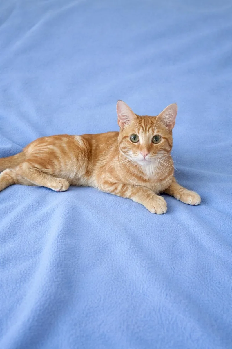 Lil’ Dude thumbnail 2