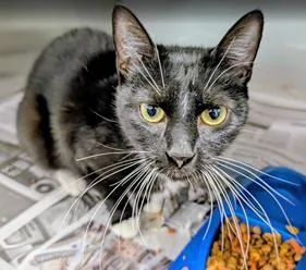 An adult medium-sized female Domestic Short Hair cat named Betty Sue for adoption in Fairfax, VA