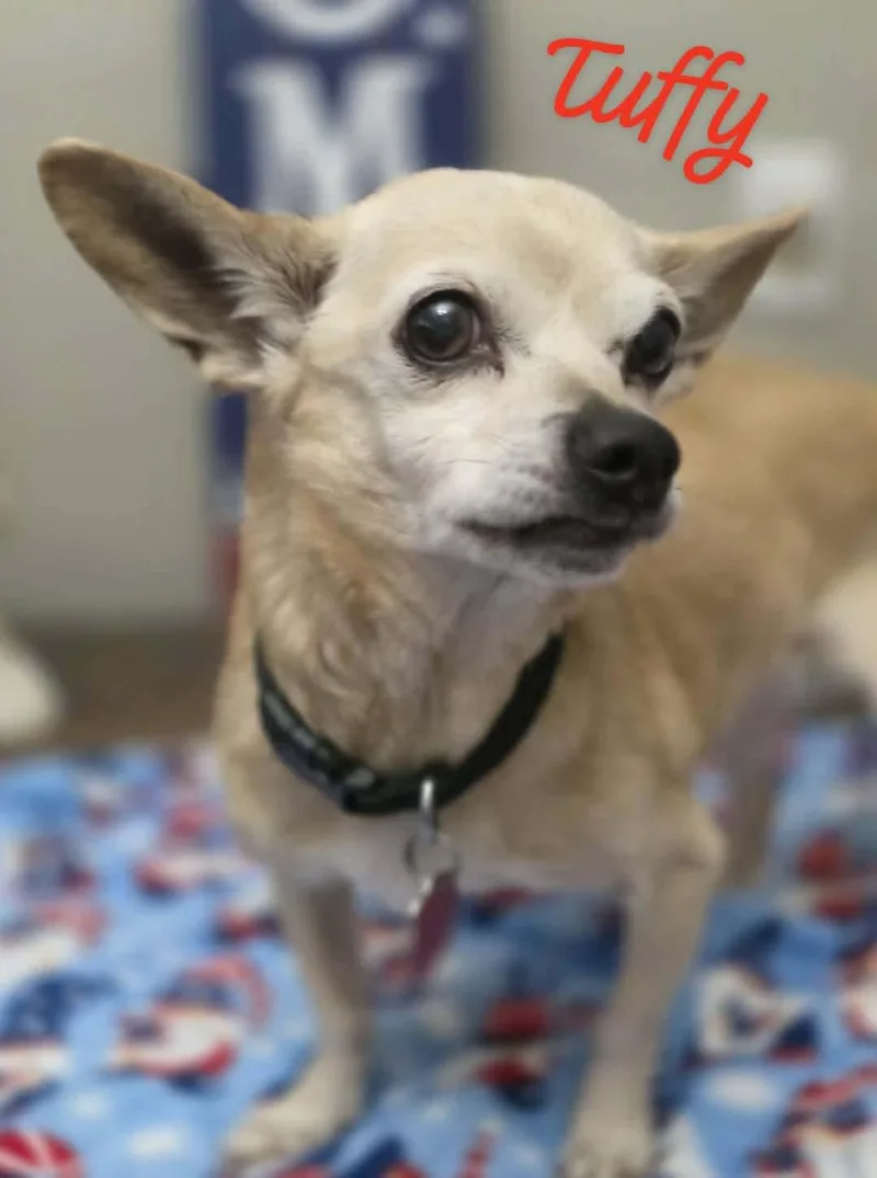 A senior small-sized female Chihuahua dog named Tuffy Wood for adoption in Saunderstown, RI