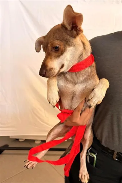 An adult small-sized female Chihuahua dog named Pepper for adoption in Rancho Cucamonga, CA