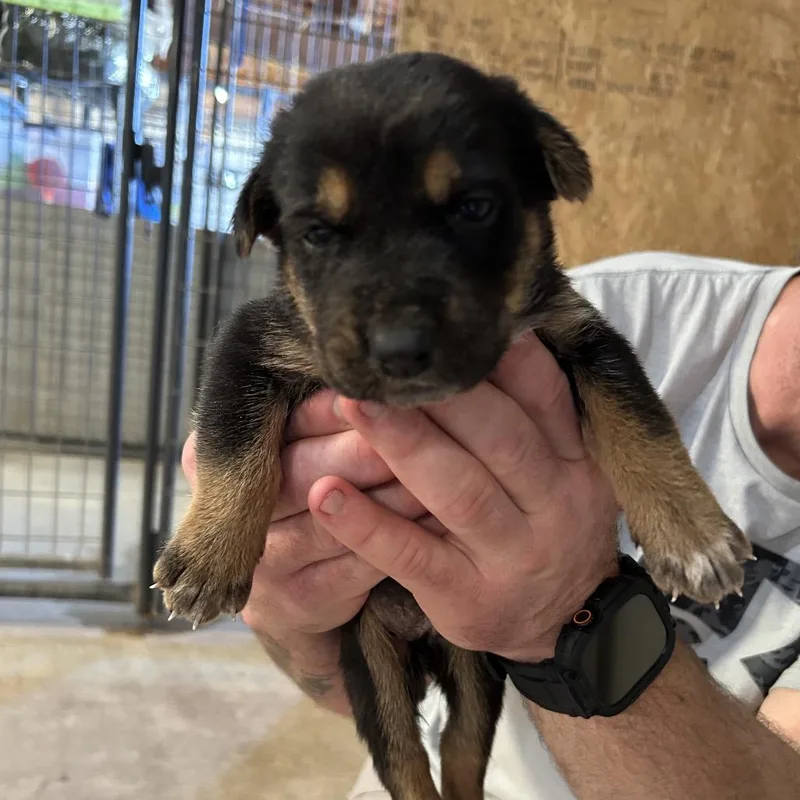 A baby medium-sized female Black Mixed Breed dog named Chewlette for adoption in Leander, TX
