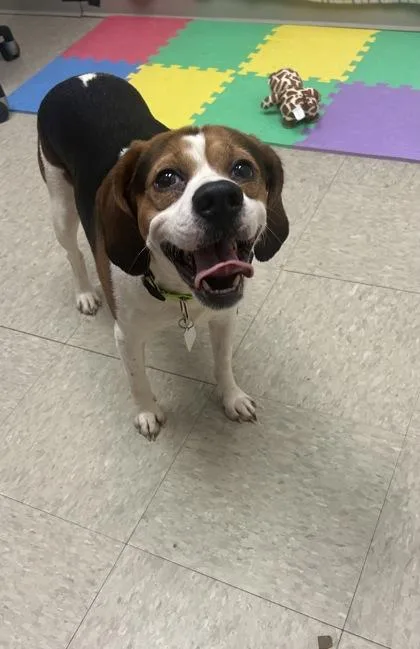 A young small-sized male Tricolor (Brown, Black, & White) Beagle dog named Earl for adoption in Hamilton, OH