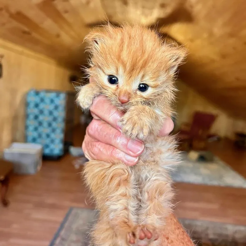 A baby small-sized male Orange / Red Domestic Medium Hair cat named Royal Bloodline for adoption in Fredericksburg, VA