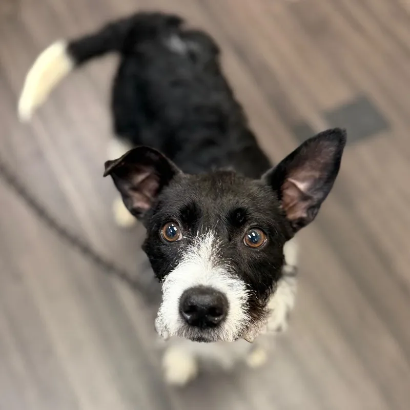 An adult small-sized female Black Mixed Breed dog named Sadie for adoption in Sarasota, FL