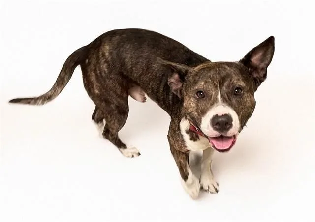 A young medium-sized male American Staffordshire Terrier dog named Griffin for adoption in Fort Lauderdale, FL